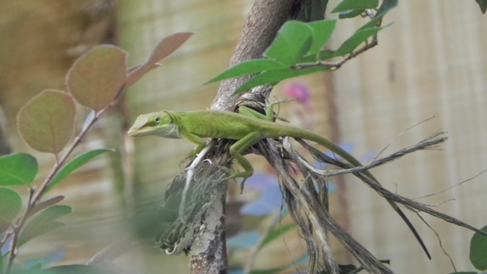Community Profile - Community Wildlife Habitat